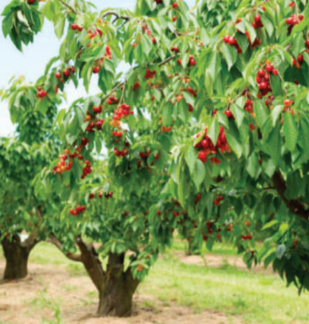 RÉTRO-VERSO : Le festival des cerises de Sefrou ou l’Histoire d’une épopée centenaire RÉTRO-VERSO : Le festival des cerises de Sefrou ou l’Histoire d’une épopée centenaire