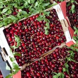 RÉTRO-VERSO : Le festival des cerises de Sefrou ou l’Histoire d’une épopée centenaire RÉTRO-VERSO : Le festival des cerises de Sefrou ou l’Histoire d’une épopée centenaire