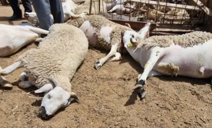 Mort de moutons à Berrechid: L’ONSSA exclut une maladie contagieuse et confirme une intoxication intestinale Mort de moutons à Berrechid: L’ONSSA exclut une maladie contagieuse et confirme une intoxication intestinale