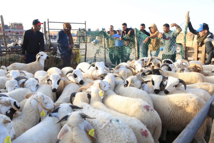 Viandes rouges : 41% de la consommation annuelle des ménages provient du sacrifice de l'Aïd Al-Adha (HCP) Viandes rouges : 41% de la consommation annuelle des ménages provient du sacrifice de l'Aïd Al-Adha (HCP)