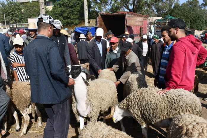 Aïd Al-Adha : Près de 13% des ménages n'accomplissent pas le rituel du sacrifice Aïd Al-Adha : Près de 13% des ménages n'accomplissent pas le rituel du sacrifice