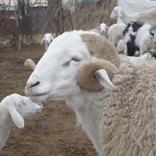 Rétro-Verso : Les Mérinos, de Zénata à la Sierra gaditana Rétro-Verso : Les Mérinos, de Zénata à la Sierra gaditana