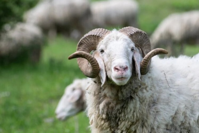 Rétro-Verso : Les Mérinos, de Zénata à la Sierra gaditana Rétro-Verso : Les Mérinos, de Zénata à la Sierra gaditana