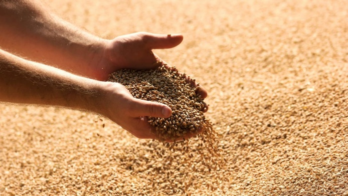 Russie : Une délégation de l'ONSSA examine les conditions d'exportation des céréales vers le Maroc Russie : Une délégation de l'ONSSA examine les conditions d'exportation des céréales vers le Maroc