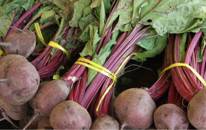 Gharb : 286.000 T de betterave, malgré le stress hydrique Gharb : 286.000 T de betterave, malgré le stress hydrique