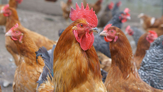 Maladie de "Newcastle" : le Brésil suspend ses exportations de viande de volaille vers le Maroc Maladie de "Newcastle" : le Brésil suspend ses exportations de viande de volaille vers le Maroc