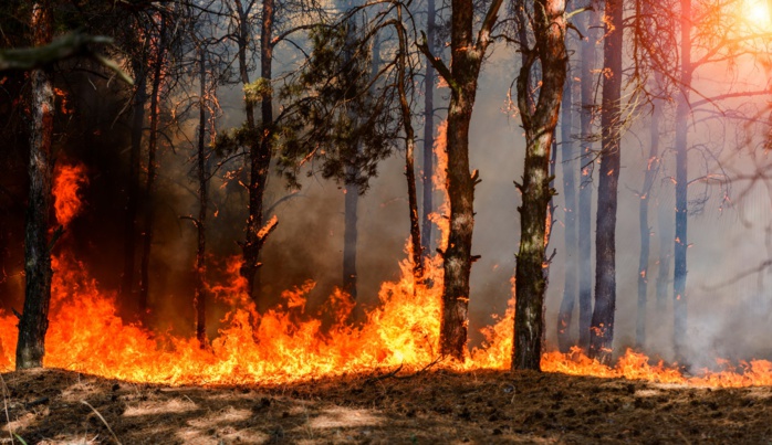 Feux de forêts : risque “moyen” à “extrême” dans les deux prochains jours (ANEF) 