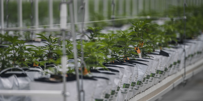 Usages licites du cannabis : plus de 3.000 autorisations délivrées depuis début 2024 (ANRAC) Usages licites du cannabis : plus de 3.000 autorisations délivrées depuis début 2024 (ANRAC)