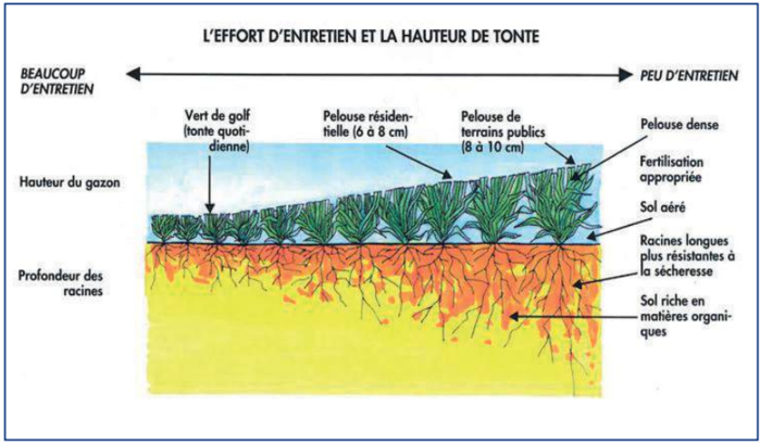Stress hydrique : Alerte rouge sur l’engazonnement urbain !  [INTÉGRAL]