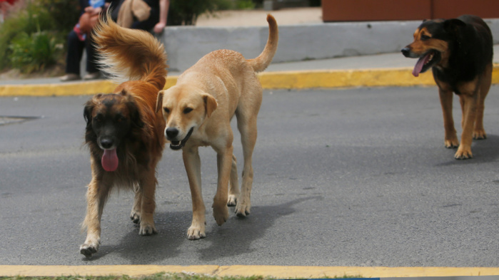 Photo: droits réservés. Photo: droits réservés.