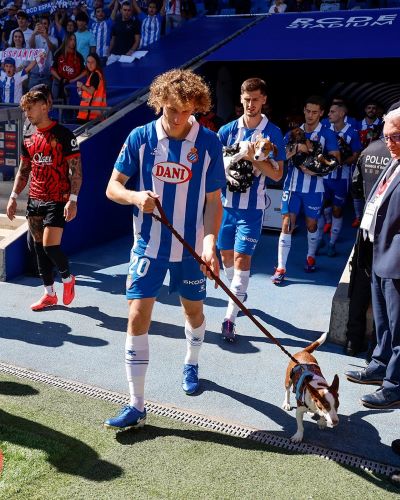 Liga : Les coéquipiers de Chédira entrent sur le terrain accompagnés …de chiens ! Liga : Les coéquipiers de Chédira entrent sur le terrain accompagnés …de chiens !