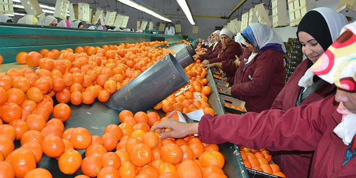 Maroc - Russie : Vers la reprise des exportations marocaines de mandarines Maroc - Russie : Vers la reprise des exportations marocaines de mandarines