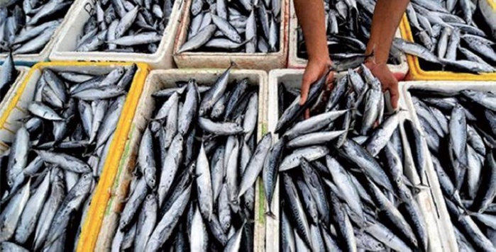 Exportations de poisson : Le Maroc, deuxième meilleur fournisseur de la Russie en 2024 Exportations de poisson : Le Maroc, deuxième meilleur fournisseur de la Russie en 2024