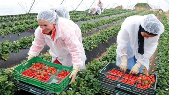 Agence pour le développement agricole : une enveloppe budgétaire estimée à 436 MDH pour la période 2025-2027 Agence pour le développement agricole : une enveloppe budgétaire estimée à 436 MDH pour la période 2025-2027