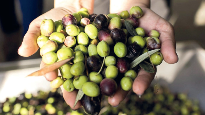 Filière oléicole : une production anticipée de 950.000 tonnes pour l'année en cours Filière oléicole : une production anticipée de 950.000 tonnes pour l'année en cours
