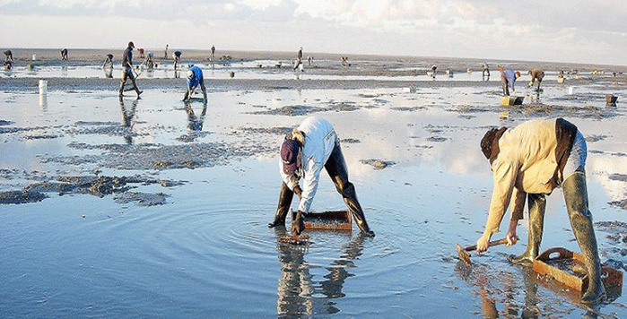 Dakhla: interdiction de la récolte et de la commercialisation des huîtres issues de la zone conchylicole Duna Blanca Dakhla: interdiction de la récolte et de la commercialisation des huîtres issues de la zone conchylicole Duna Blanca
