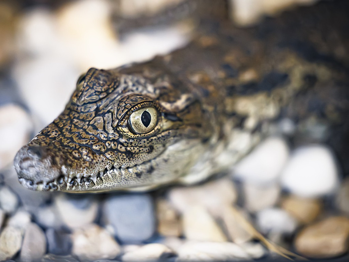 Lausanne : Aquatis célèbre la coopération avec le Maroc pour la réintroduction du crocodile sacré en milieu naturel Lausanne : Aquatis célèbre la coopération avec le Maroc pour la réintroduction du crocodile sacré en milieu naturel