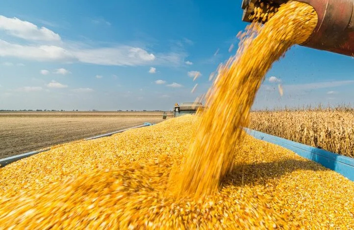 Approvisionnement en blé : Le Maroc a importé 222.000 tonnes en novembre de la Russie Approvisionnement en blé : Le Maroc a importé 222.000 tonnes en novembre de la Russie