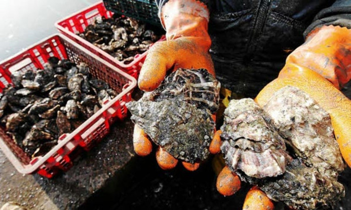 Agadir : interdiction de la récolte et la commercialisation des produits conchylicoles issus des zones Tamri-Cap Ghir et Imi Ouaddar Agadir : interdiction de la récolte et la commercialisation des produits conchylicoles issus des zones Tamri-Cap Ghir et Imi Ouaddar