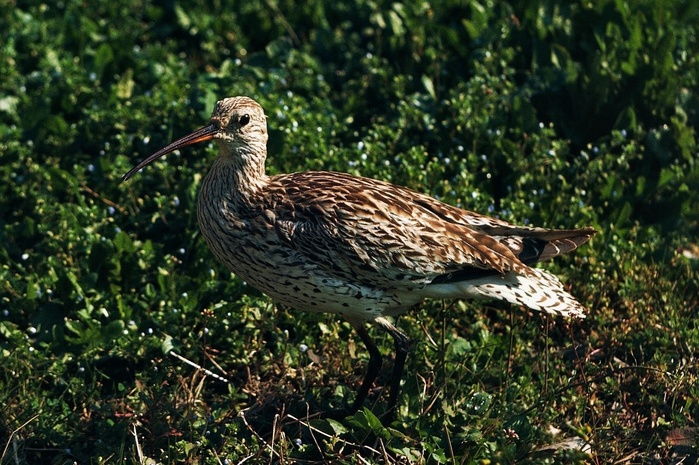 Une étude confirme la disparition du Courlis à bec grêle, un oiseau migrateur observé pour la dernière fois au Maroc Une étude confirme la disparition du Courlis à bec grêle, un oiseau migrateur observé pour la dernière fois au Maroc