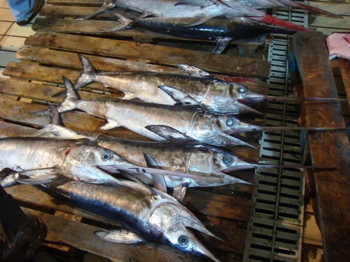 Le Maroc augmente son quota de l’espadon de l’Atlantique-Nord et du thon obèse et maintient son quota du thon rouge Le Maroc augmente son quota de l’espadon de l’Atlantique-Nord et du thon obèse et maintient son quota du thon rouge