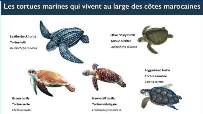 Biodiversité marine : Un Centre pour sauver les tortues marines menacées [INTÉGRAL]