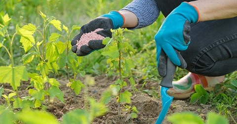 Exportations d'engrais : Le Bangladesh attend une importante cargaison du Maroc Exportations d'engrais : Le Bangladesh attend une importante cargaison du Maroc