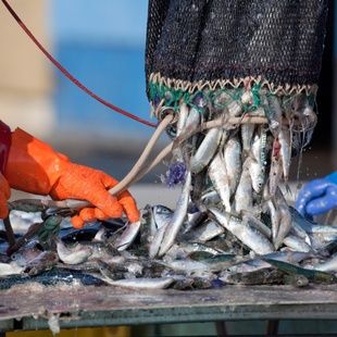 Gestion durable des ressources halieutiques : Le Maroc, une voie à explorer en Afrique Gestion durable des ressources halieutiques : Le Maroc, une voie à explorer en Afrique