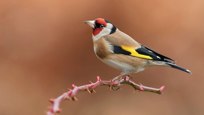 Commerce illégal du chardonneret: L'ANEF renforce les dispositifs de contrôle Commerce illégal du chardonneret: L'ANEF renforce les dispositifs de contrôle