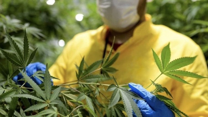 Activités liées au cannabis: 3.371 autorisations délivrées depuis début 2024 Activités liées au cannabis: 3.371 autorisations délivrées depuis début 2024