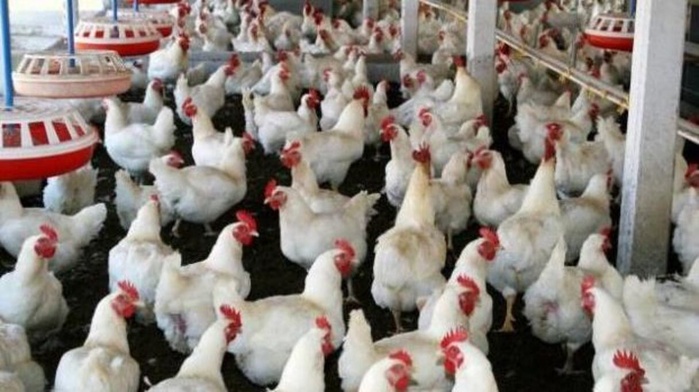 Secteur avicole :Les éleveurs appellent à une nouvelle génération de mesures Secteur avicole :Les éleveurs appellent à une nouvelle génération de mesures