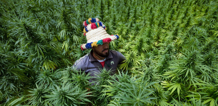 4.082,4 tonnes est le volume de production en cannabis licite cette année.