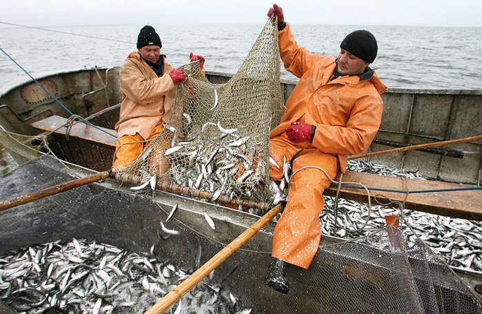 Pêche : Pause biologique pour les sardines dans les eaux du sud Pêche : Pause biologique pour les sardines dans les eaux du sud