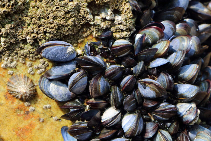 Agadir : levée de l'interdiction sur le ramassage et la commercialisation des moules issus de la zone Imi Ouaddar Agadir : levée de l'interdiction sur le ramassage et la commercialisation des moules issus de la zone Imi Ouaddar