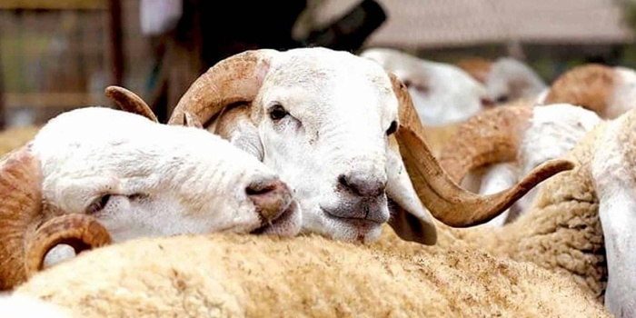 Doukkala - Débat autour de l'Aïd Al Adha: Un impact notable sur les marchés hebdomadaires des ovins Doukkala - Débat autour de l'Aïd Al Adha: Un impact notable sur les marchés hebdomadaires des ovins