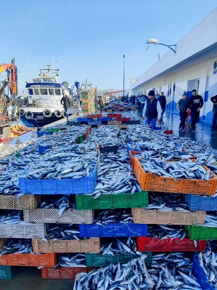 A l'orée du mois sacré de Ramadan : Le retour des sardines, un souffle de fraîcheur sur les marchés à El Jadida A l'orée du mois sacré de Ramadan : Le retour des sardines, un souffle de fraîcheur sur les marchés à El Jadida