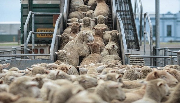 Le Maroc se lance dans l'importation du bétail australien 