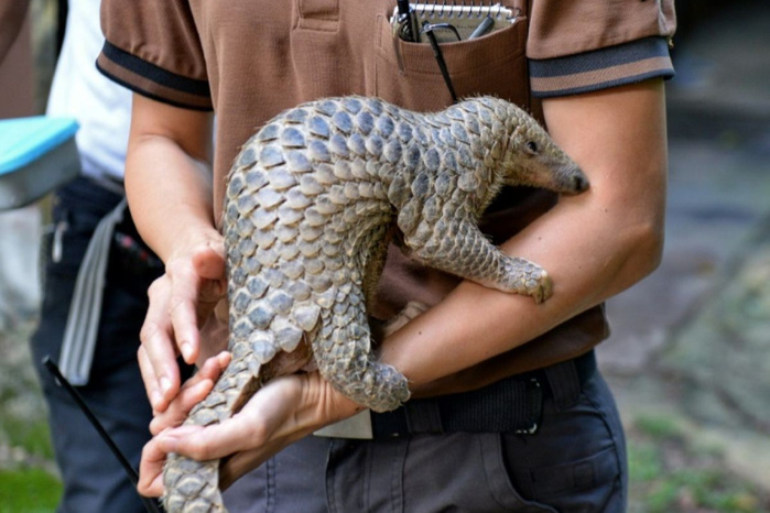 Au Ghana, les efforts de préservation du pangolin, mammifère le plus braconné au monde Au Ghana, les efforts de préservation du pangolin, mammifère le plus braconné au monde