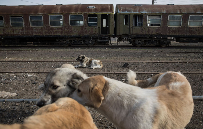 Aucune campagne d’abattage de chiens errants en cours, assurent les autorités Marocaines Aucune campagne d’abattage de chiens errants en cours, assurent les autorités Marocaines