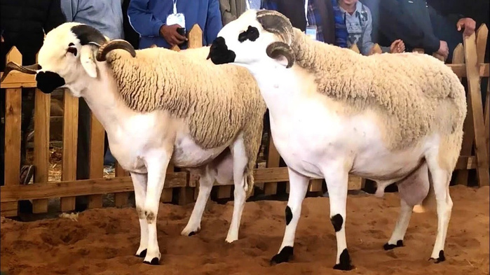 Settat : Clôture de l’opération de sélection et de marquage des ovins Sardi Settat : Clôture de l’opération de sélection et de marquage des ovins Sardi