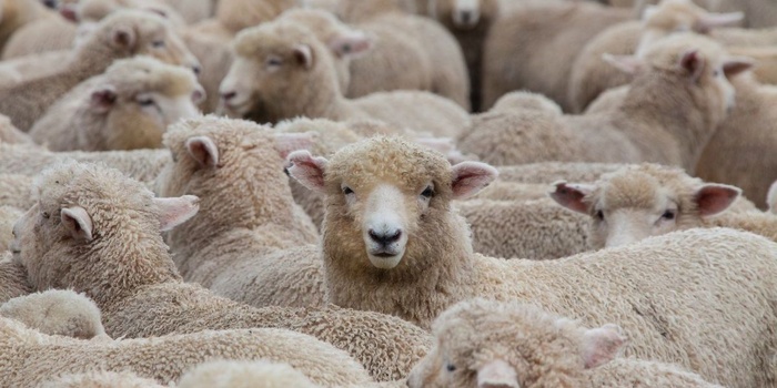 Aïd Al-Adha : Importation de 100.000 moutons australiens pour stabiliser le marché Aïd Al-Adha : Importation de 100.000 moutons australiens pour stabiliser le marché