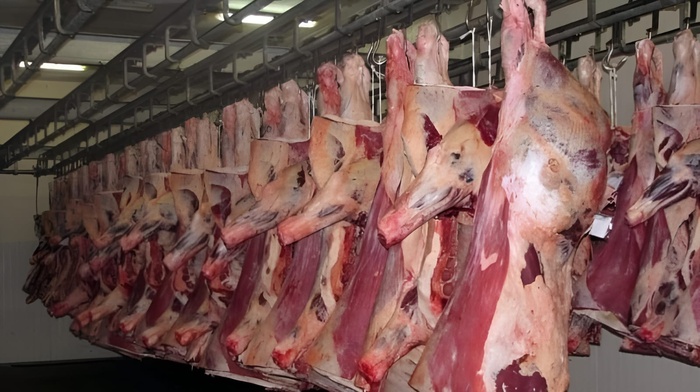 El Jadida - Viandes rouges : L'écart entre la baisse des prix dans les abattoirs et leur maintien élevé sur les marchés persiste et signe El Jadida - Viandes rouges : L'écart entre la baisse des prix dans les abattoirs et leur maintien élevé sur les marchés persiste et signe