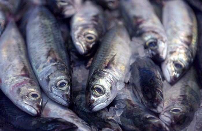 Consommation : Entre biologie, terroir et débat public… Les mille visages de la sardine Consommation : Entre biologie, terroir et débat public… Les mille visages de la sardine
