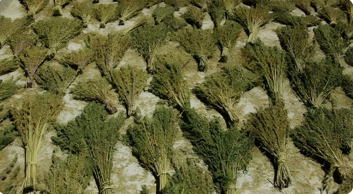 El Jadida : Traque soutenue contre les trafiquants de kif en plein Ramadan El Jadida : Traque soutenue contre les trafiquants de kif en plein Ramadan