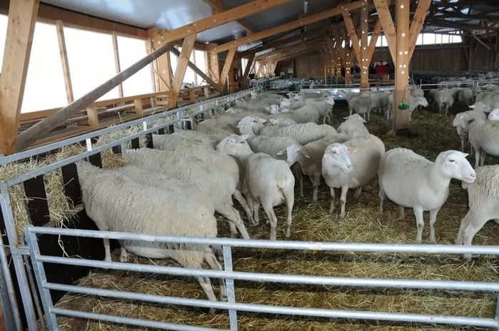 Région Casablanca Settat - Le sacrifice silencieux des brebis : une menace qui ronge les racines du cheptel national Région Casablanca Settat - Le sacrifice silencieux des brebis : une menace qui ronge les racines du cheptel national