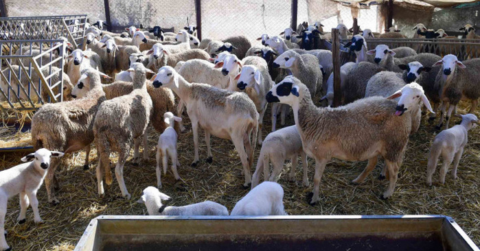 Cheptel : Interdiction officielle de l'égorgement des femelles reproductrices Cheptel : Interdiction officielle de l'égorgement des femelles reproductrices