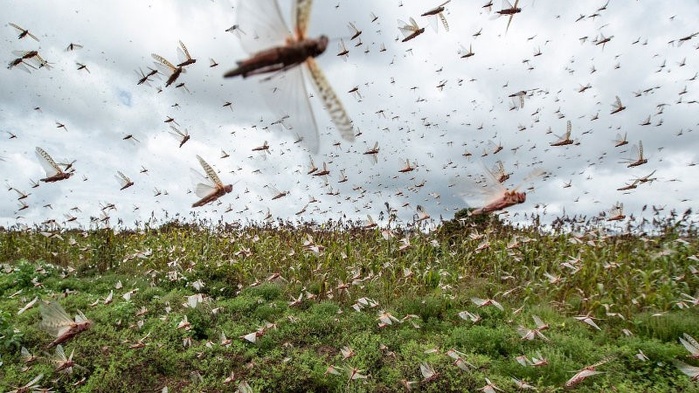 Criquets pèlerins : Pulvérisation aérienne pour stopper l’invasion Criquets pèlerins : Pulvérisation aérienne pour stopper l’invasion