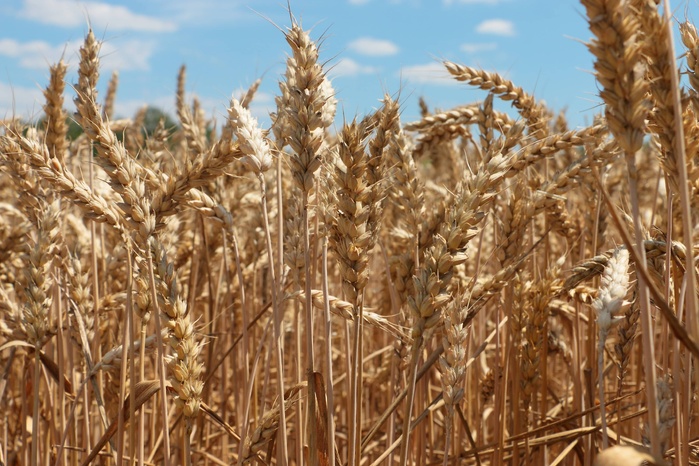 Blé tendre : les subventions à l’importation prolongées jusqu’au 31 décembre Blé tendre : les subventions à l’importation prolongées jusqu’au 31 décembre