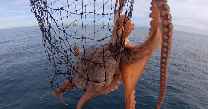 Interdiction temporaire de la pêche de la Seiche au sud de Sidi Ghazi Interdiction temporaire de la pêche de la Seiche au sud de Sidi Ghazi