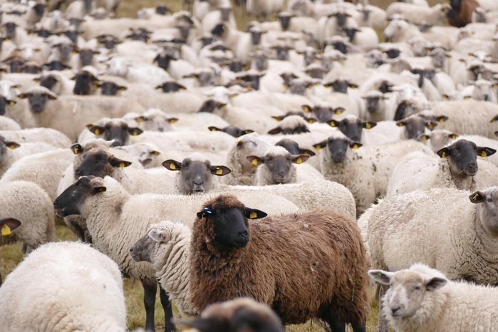 Soutien public à l’importation de bétail : l'opposition appelle à une enquête parlementaire Soutien public à l’importation de bétail : l'opposition appelle à une enquête parlementaire